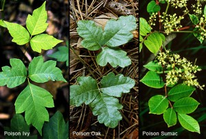 poison ivy/oak/sumac