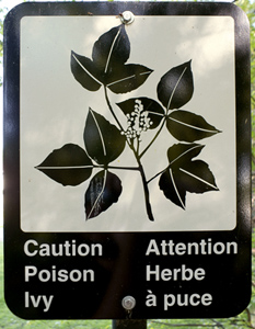 Caution Poison Ivy Attention Herbe a puce