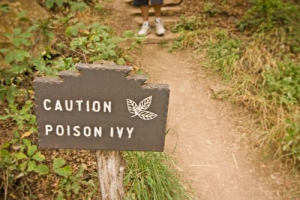 Poisonous plants becoming stronger in recent years