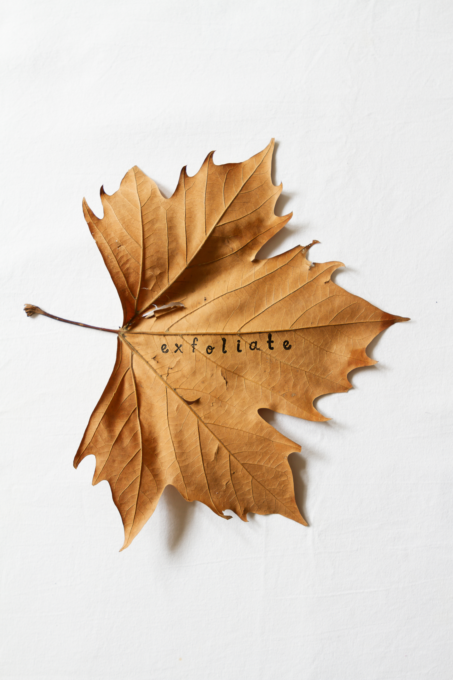 Exfoliate Word Printed On Dead Autumn Leaf
