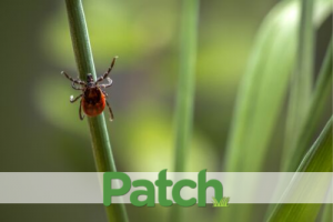 Wish For Warm Weather, Get Ticks and Poison Ivy