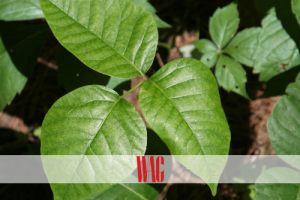 COPING WITH POISON IVY