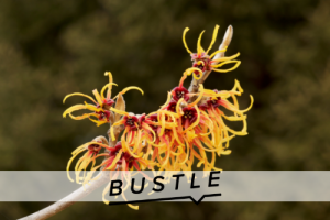 6 Surprising Uses For Witch Hazel