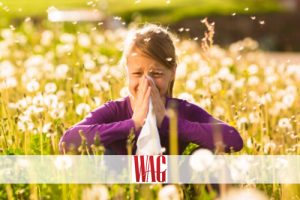 Allergies or Cold?
