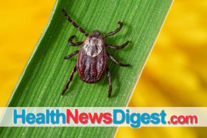 Bug Off: How to Remove a Tick – and Keep It Away in the First Place