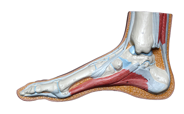 Foot anatomy (foot x-ray.)