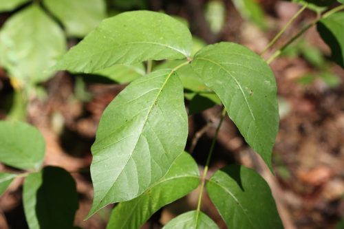 How to Treat Poison Ivy